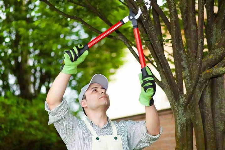 The Importance of Routine Tree Trimming for a Healthy, Safe Property