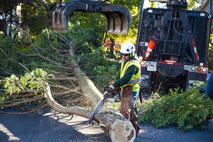 The Ultimate Guide to Safe & Efficient Tree Removal